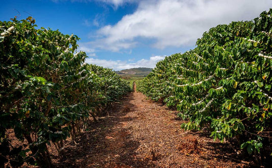 Unlocking the Distinctive Flavor of Roasted Robusta Coffee