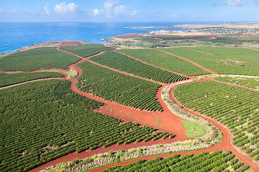 How Hawaiian Coffee is Transforming the U.S. Market