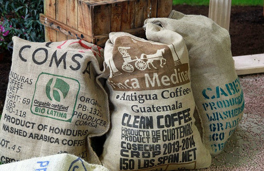 Unveiling the Unique Qualities of Arabica Coffee Beans