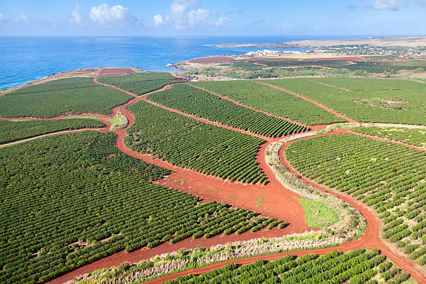 How Hawaiian Coffee is Transforming the U.S. Market