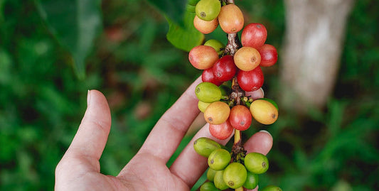 Harness the Power of Coffee Grounds for a Thriving Garden